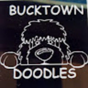 Meet your Posher, Bucktowndoodles